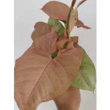 Nyíllevél - Syngonium Neon Robusta