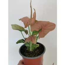Nyíllevél - Syngonium Neon Robusta