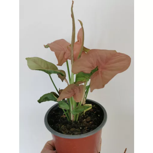 Nyíllevél - Syngonium Neon Robusta
