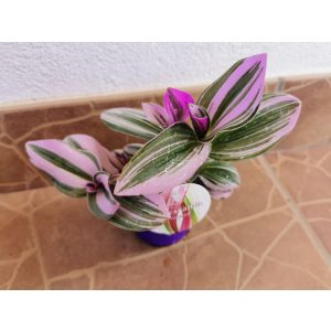 Pletyka - Tradescantia albiflora Nanouk