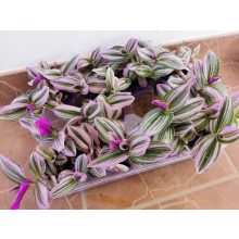 Pletyka - Tradescantia albiflora Nanouk