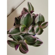 Pletyka - Tradescantia albiflora Nanouk