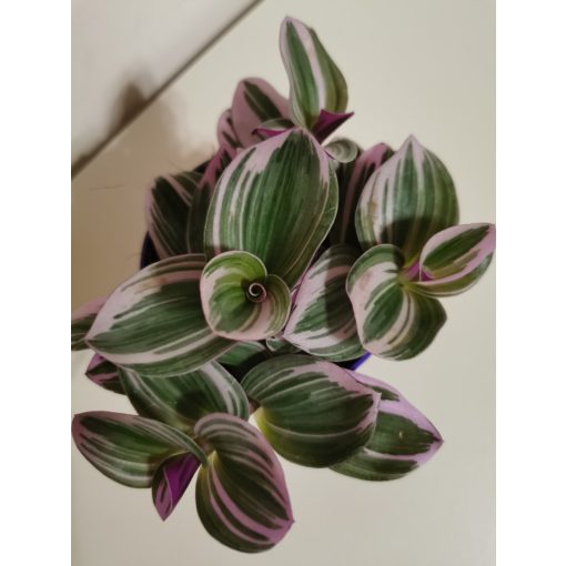 Pletyka - Tradescantia albiflora Nanouk