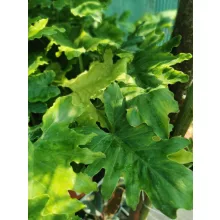 Philodendron selloum