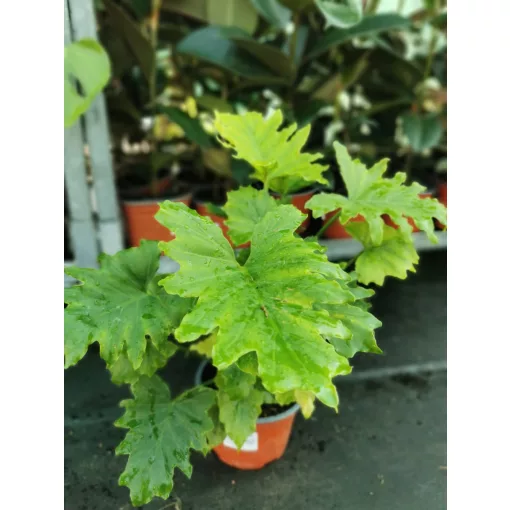 Philodendron selloum