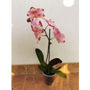 Phalaenopsis 'Magic Art'