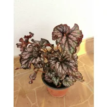 Begonia sp. 4