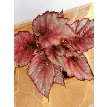 Begonia sp. 5