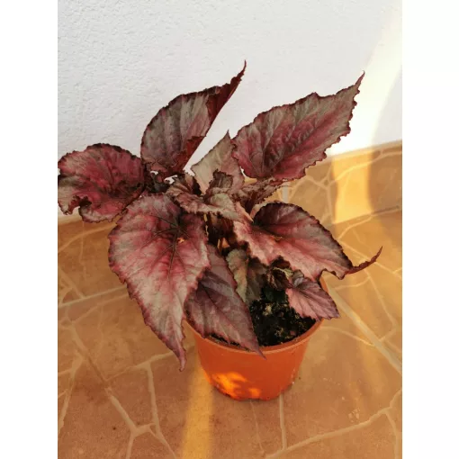 Begonia sp. 5