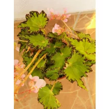 Begonia sp. 6