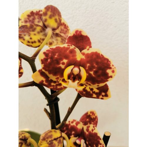 Phalaenopsis multiflora 'Ethiopia'