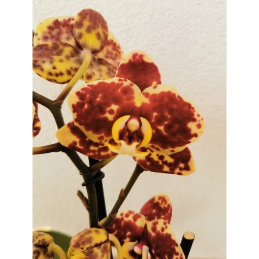 Phalaenopsis multiflora Ethiopia