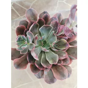 Echeveria sp. 1