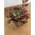 Echeveria sp. 1
