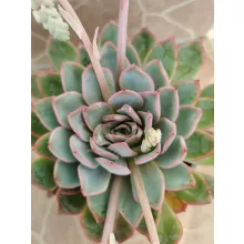 Echeveria sp. 2