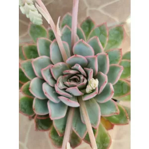 Echeveria sp. 2