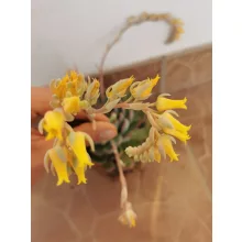 Echeveria sp. 2