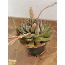 Echeveria sp. 2