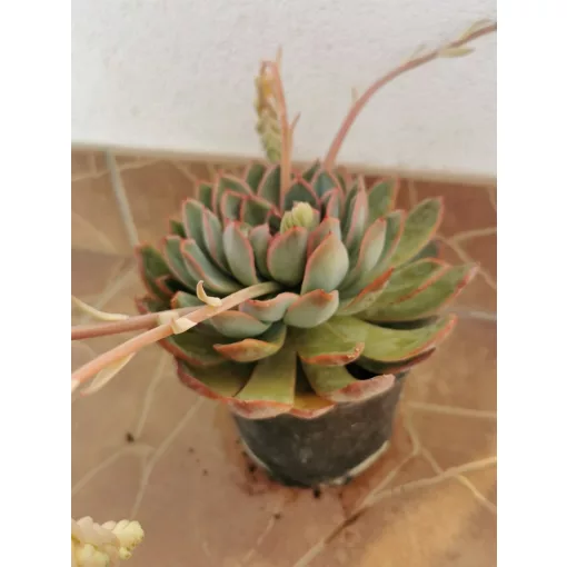 Echeveria sp. 2