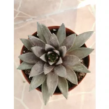 Echeveria sp. 3