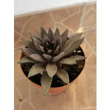Echeveria sp. 3