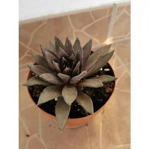 Echeveria sp. 3