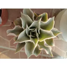 Echeveria sp. 5