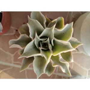 Echeveria sp. 5