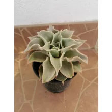 Echeveria sp. 5