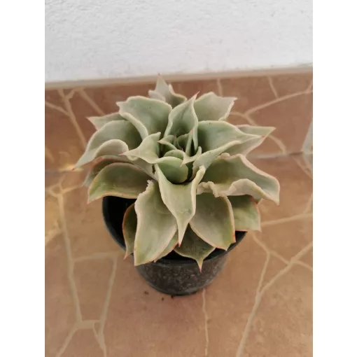 Echeveria sp. 5