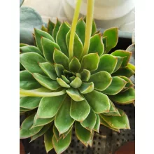 Echeveria sp. 6