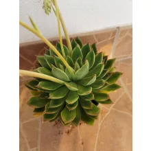 Echeveria sp. 6