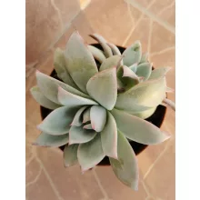 Echeveria sp. 7