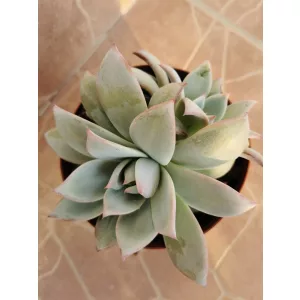 Echeveria sp. 7