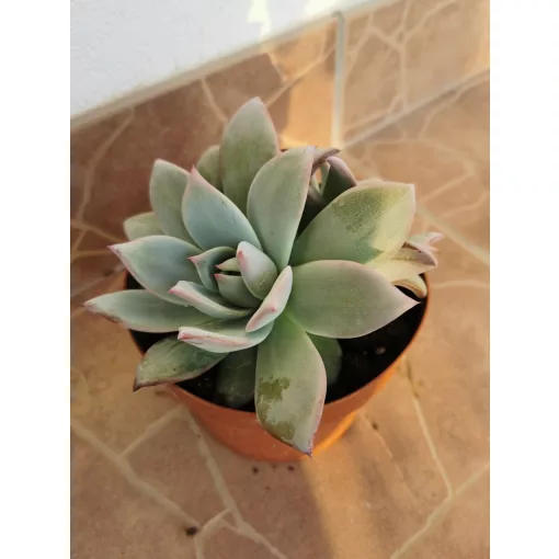 Echeveria sp. 7