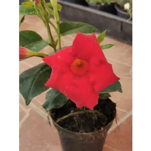 Tölcsérjázmin - Dipladenia - piros