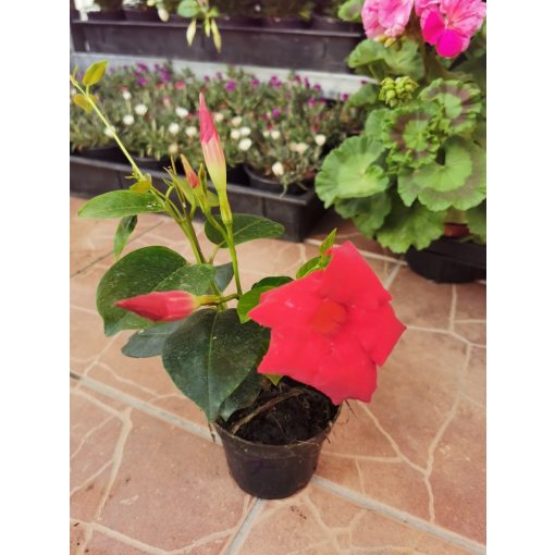 Tölcsérjázmin - Dipladenia - piros