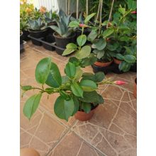 Tölcsérjázmin - Dipladenia - piros