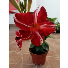 Tölcsérjázmin - Dipladenia - csíkos