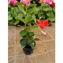 Tölcsérjázmin - Dipladenia - csíkos