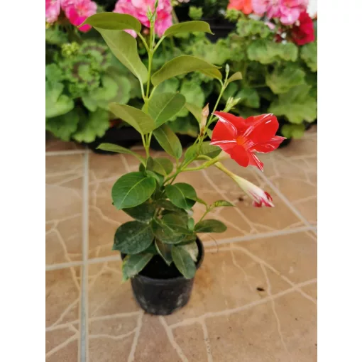 Tölcsérjázmin - Dipladenia - csíkos