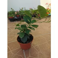 Tölcsérjázmin - Dipladenia - csíkos