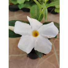 Tölcsérjázmin - Dipladenia - fehér