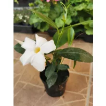 Tölcsérjázmin - Dipladenia - fehér