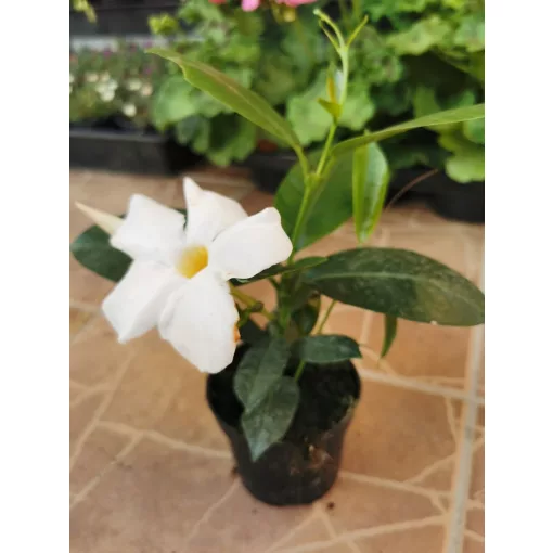 Tölcsérjázmin - Dipladenia - fehér