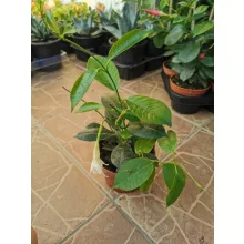 Tölcsérjázmin - Dipladenia - fehér