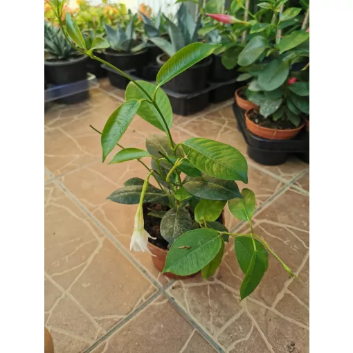 Tölcsérjázmin - Dipladenia - fehér