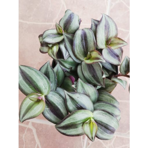 Zebrapletyka - Tradescantia zebrina