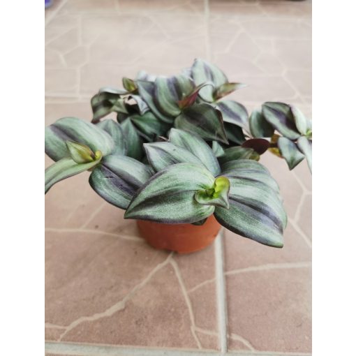 Zebrapletyka - Tradescantia zebrina