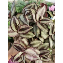 Zebrapletyka - Tradescantia zebrina Purple Joy